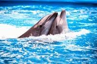 pic for Dolphins Couple 480x320